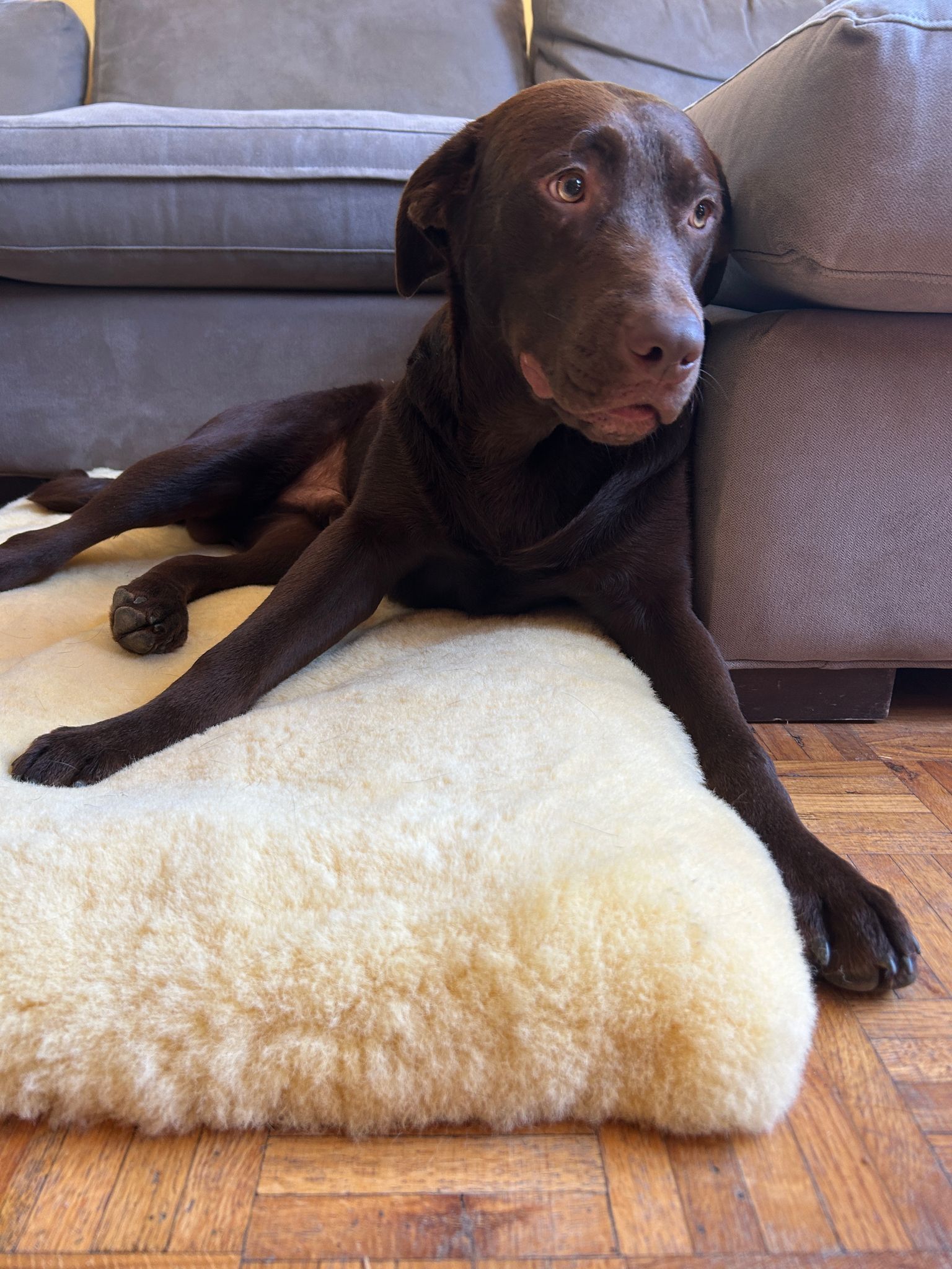 The Best Natural Materials for Dogs: Sheepskin, Wool, Cotton & More