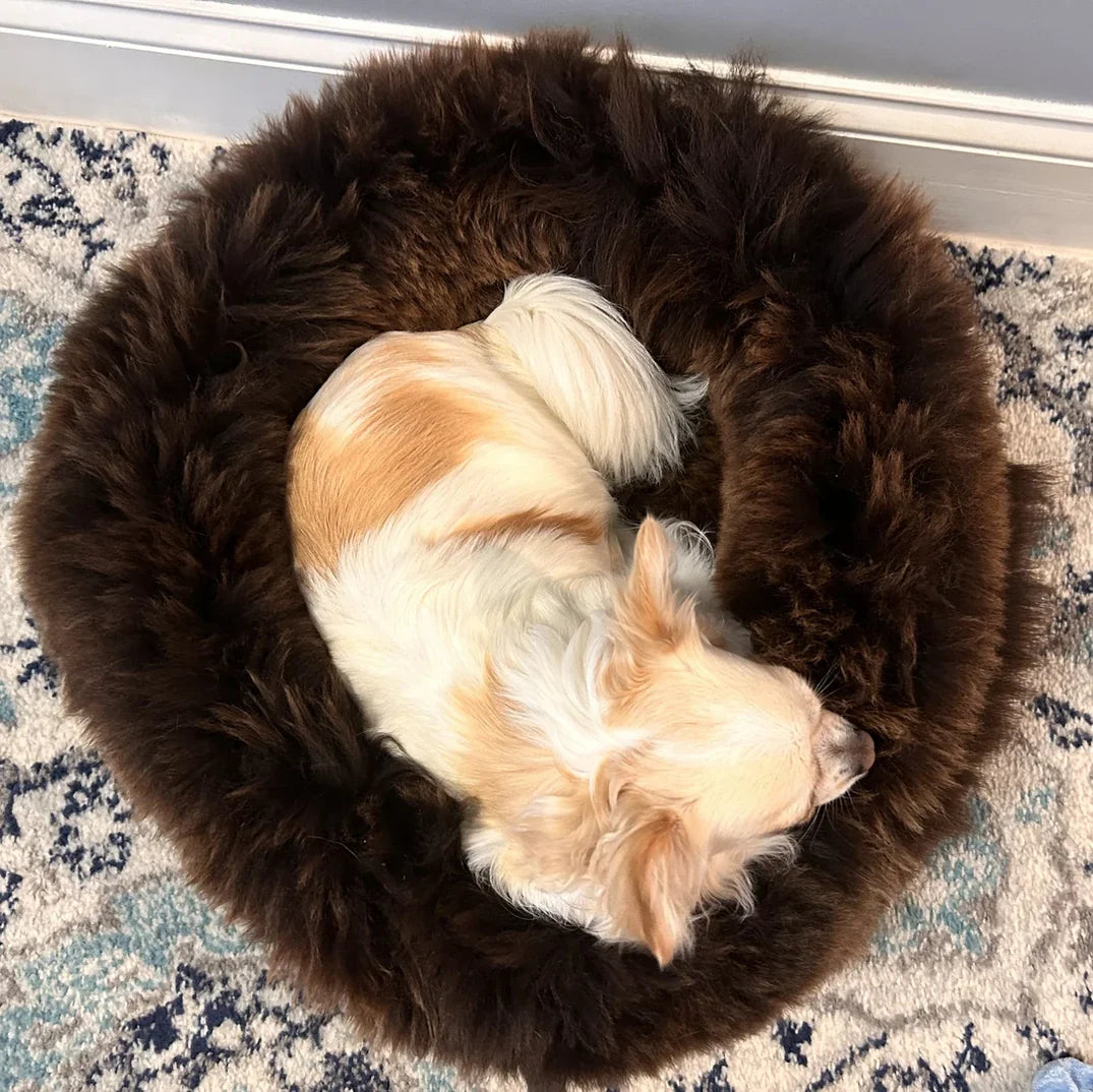 The Ultimate Guide to Non-Toxic Dog Beds: Why Natural Wool & Sheepskin is Safer Than Foam