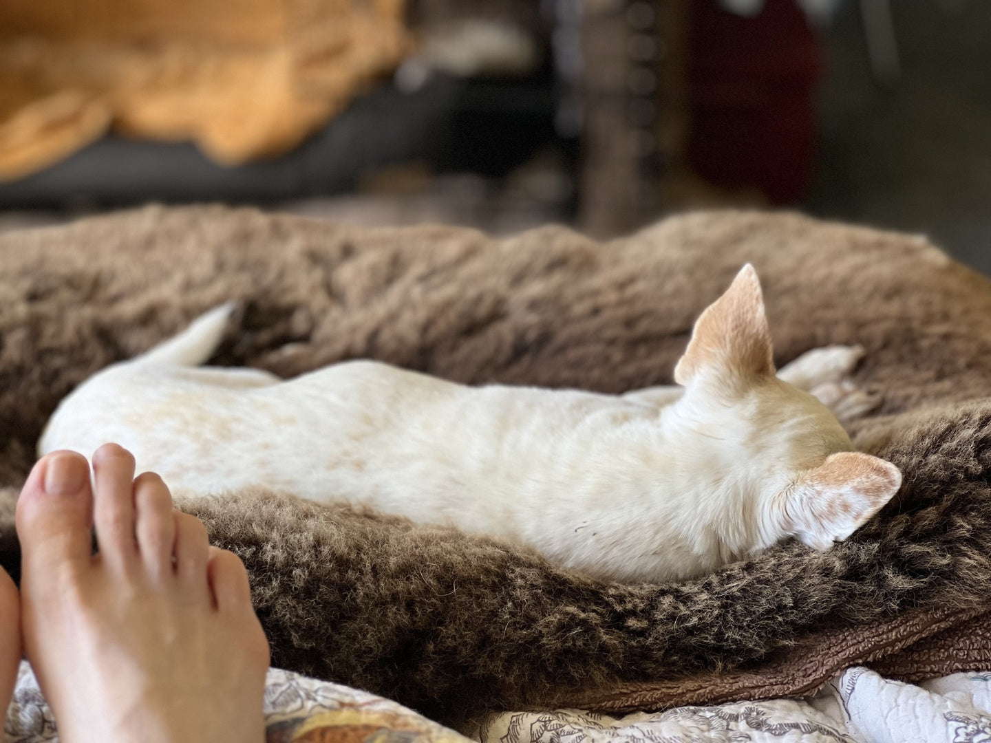 Organic Dog Beds: What