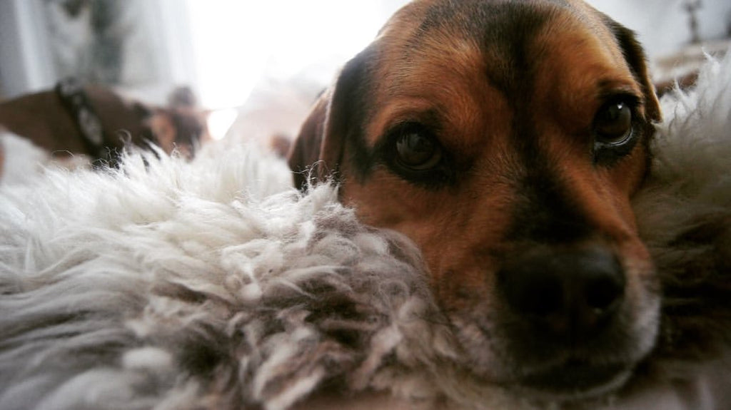 How East Perry Sheepskin Dog Beds Are Made: From Pasture to PupPad