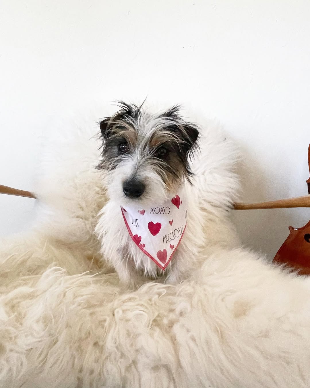 Best Dog Beds for Small Breeds: Yorkie, Chihuahua, Pomeranian & Toy Dog Guide (2026)