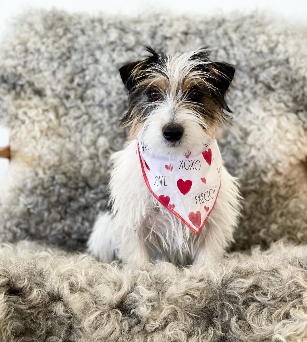 Eco-Friendly Dog Beds: A Sustainable Pet Owner's Guide