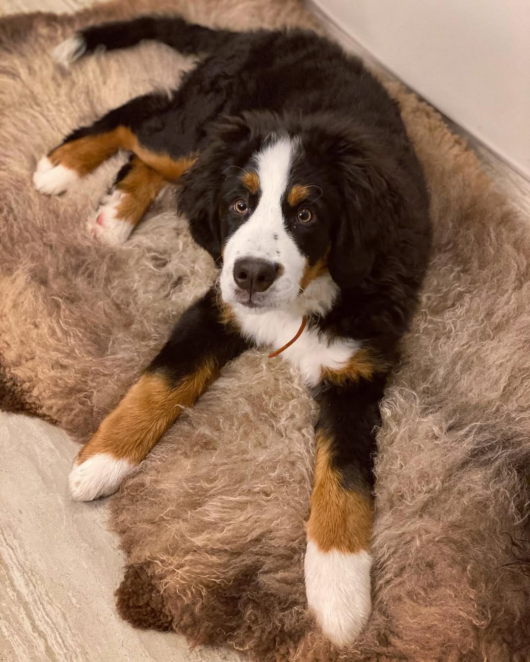 Why a Natural Sheepskin Bed Is the Best Choice for Your Dog's Health & Comfort