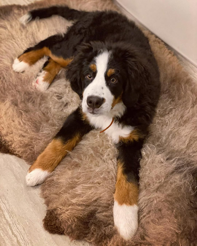 Why a Natural Sheepskin Bed Is the Best Choice for Your Dog's Health & Comfort