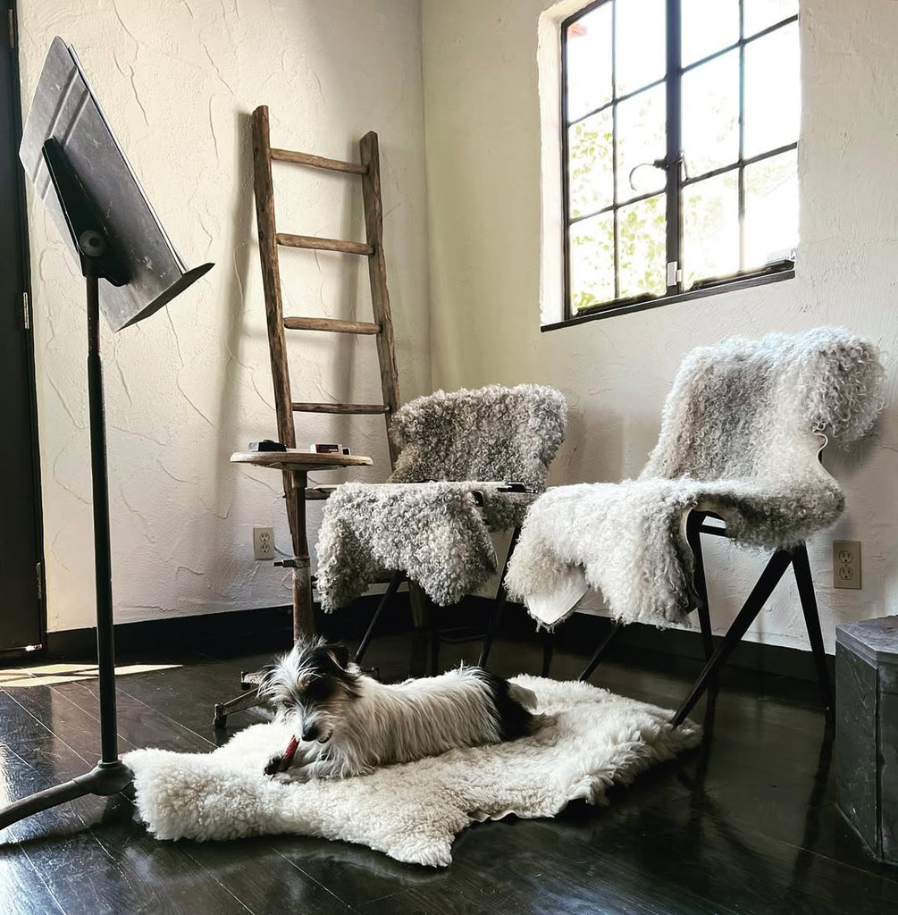 Indestructible Dog Beds for Aggressive Chewers: What Actually Works