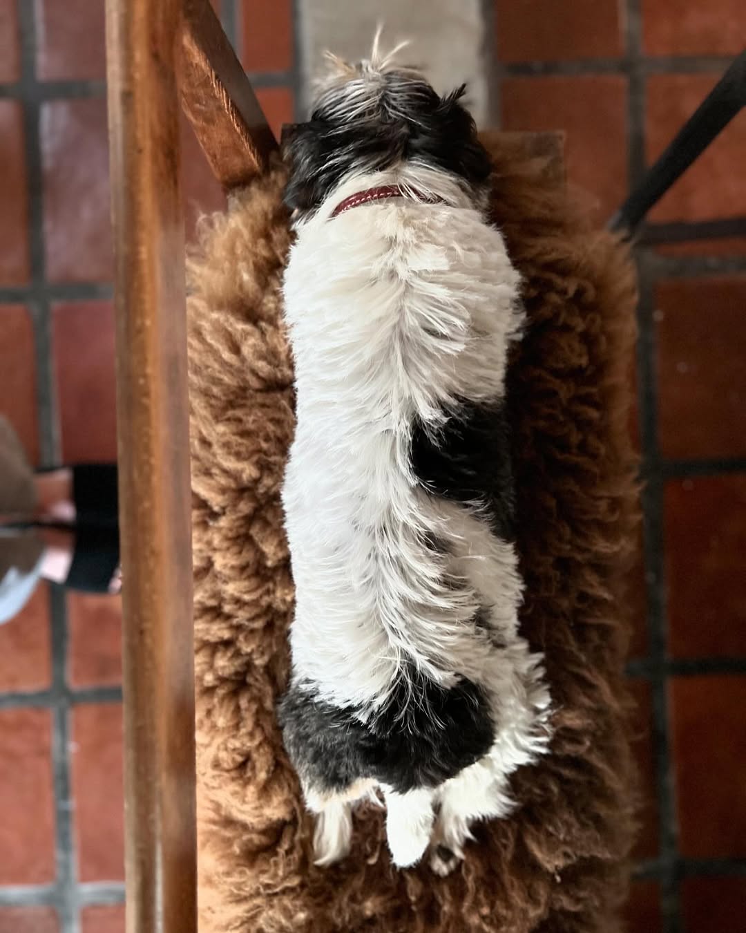 How to Wash a Dog Bed: Complete Cleaning Guide