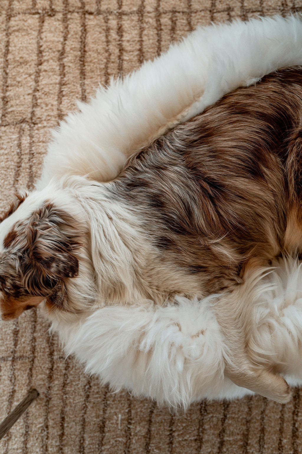 Dog Sleeping Positions and What They Mean