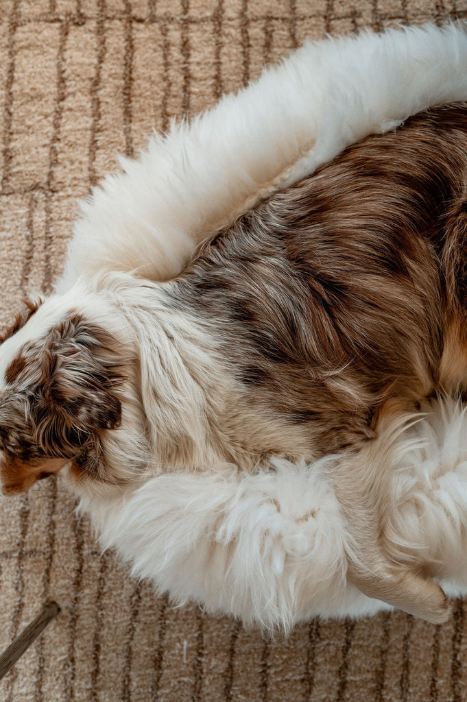 Dog Sleeping Positions and What They Mean