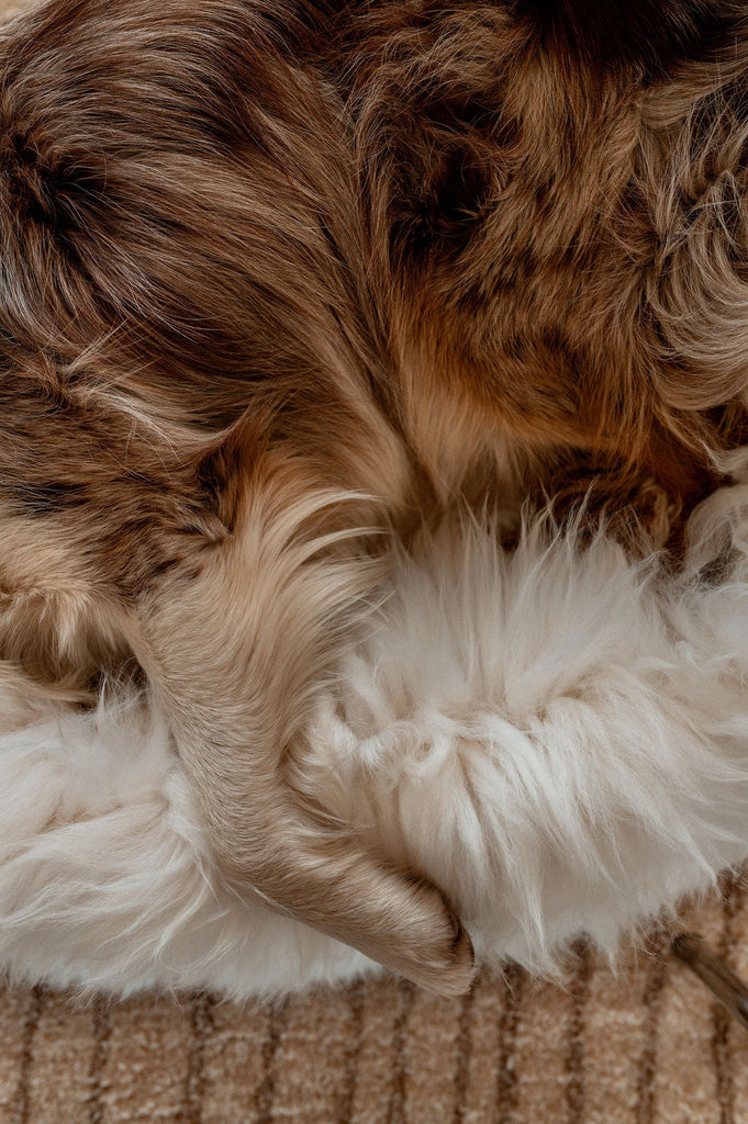 Dog Bed vs. Dog Crate Pad: What's the Difference?