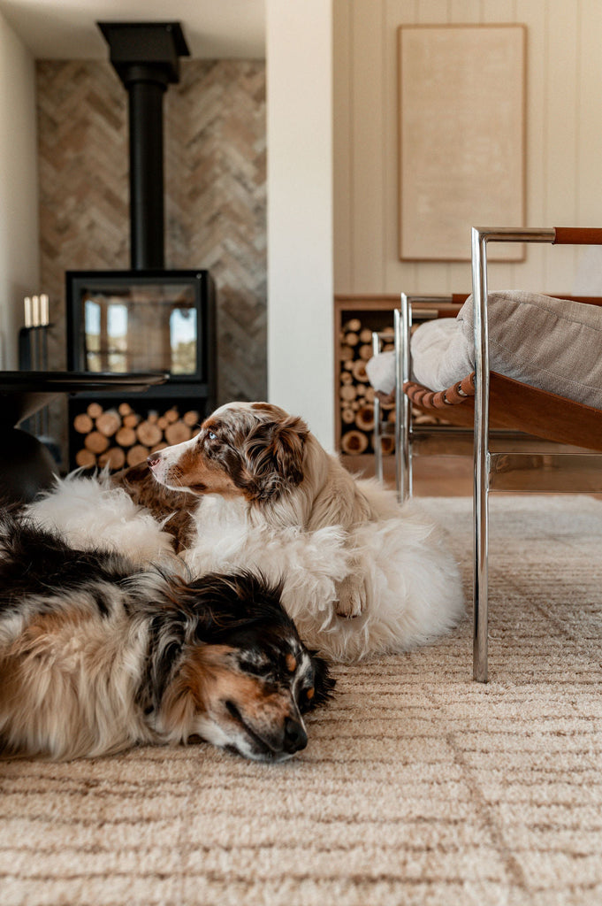 Non-Toxic Dog Must-Haves: A Complete Checklist