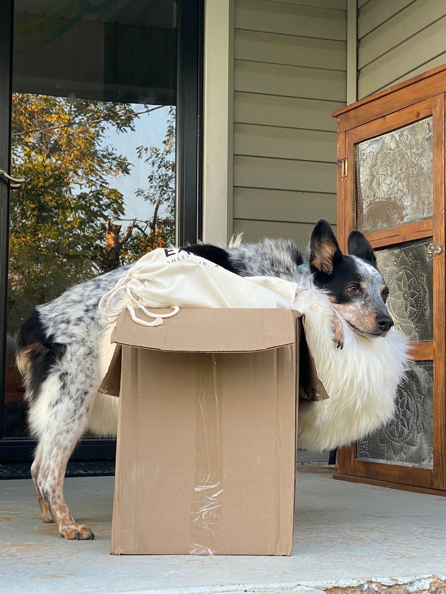 Dog Bed Certifications Explained: CertiPUR-US vs OEKO-TEX vs GOTS in 2026