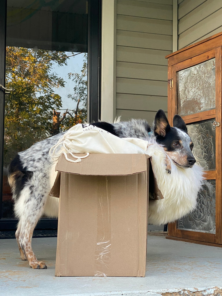 Dog Bed Certifications Explained: CertiPUR-US vs OEKO-TEX vs GOTS in 2026