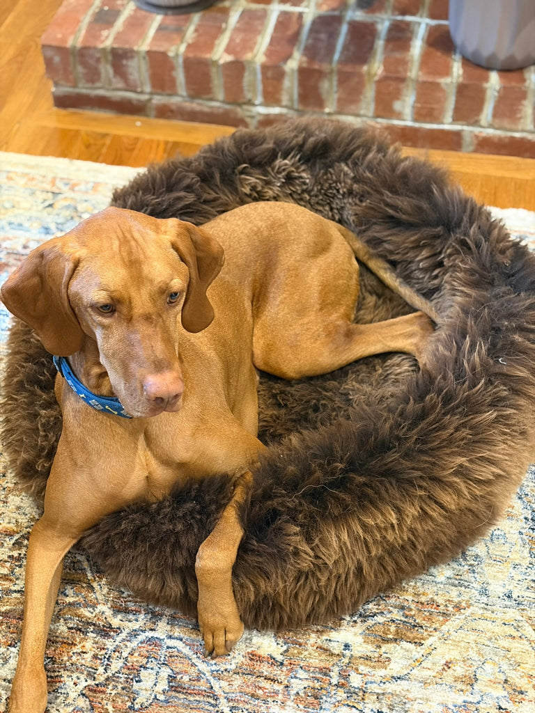 Luxury Dog Beds: Are Premium Dog Beds Worth It?