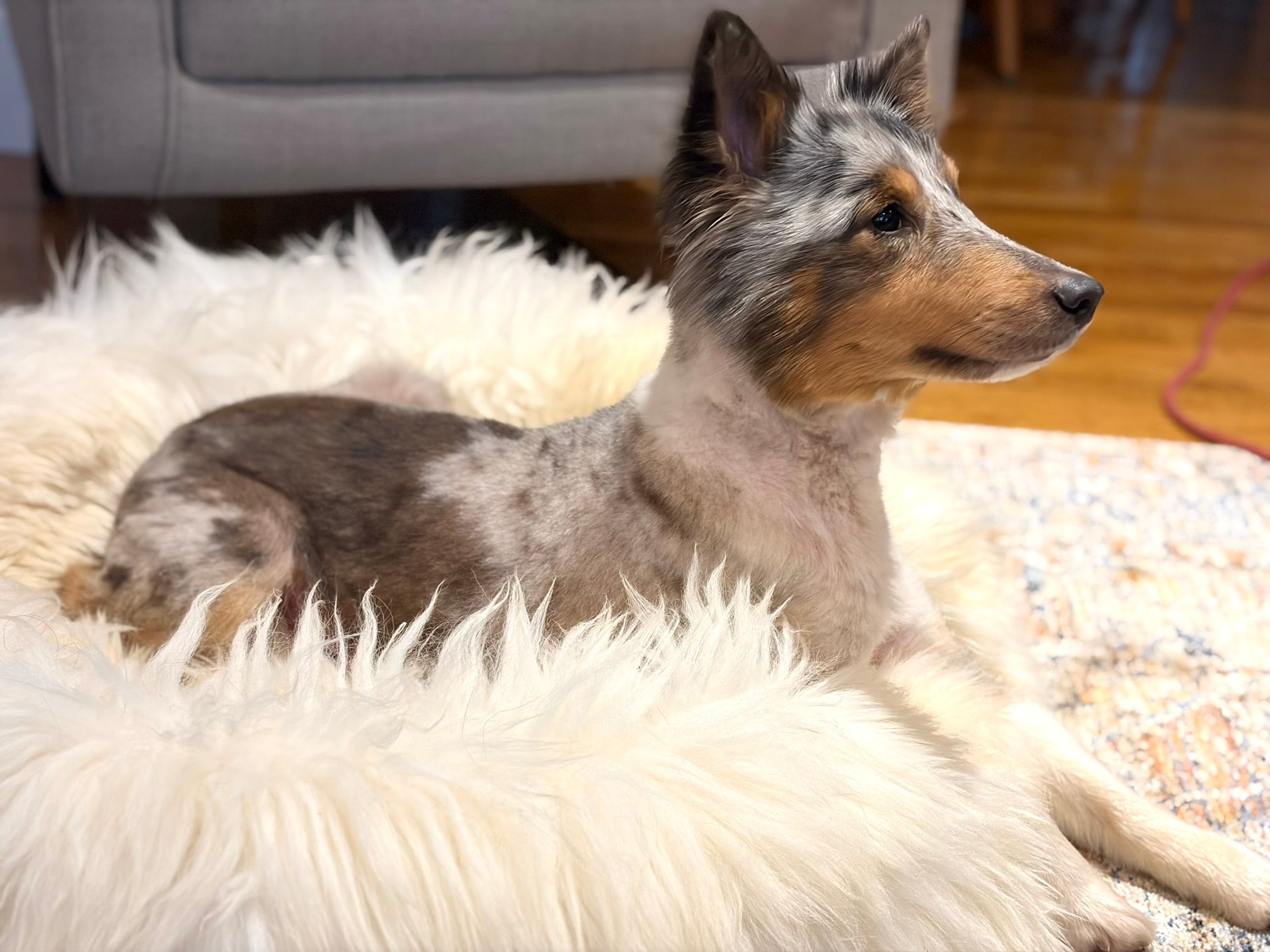 Temperature Regulation in Dogs: How Bedding Affects Body Heat