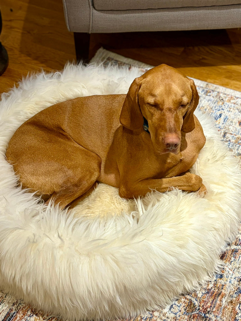 How Much Do Dogs Sleep? Complete Guide to Canine Sleep