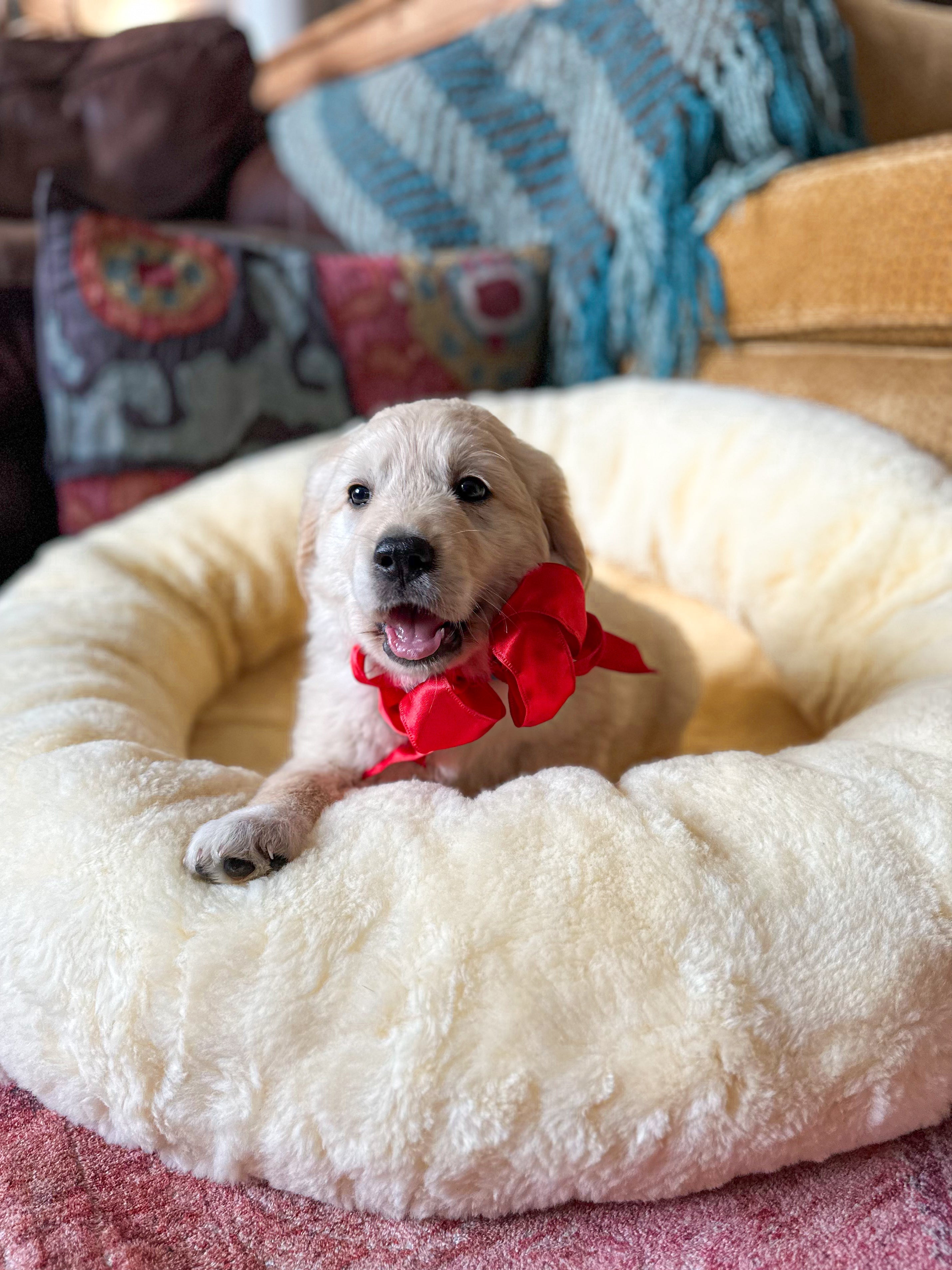 Safe Dog Beds for Puppies: A Non-Toxic Puppy Bed Guide for 2026