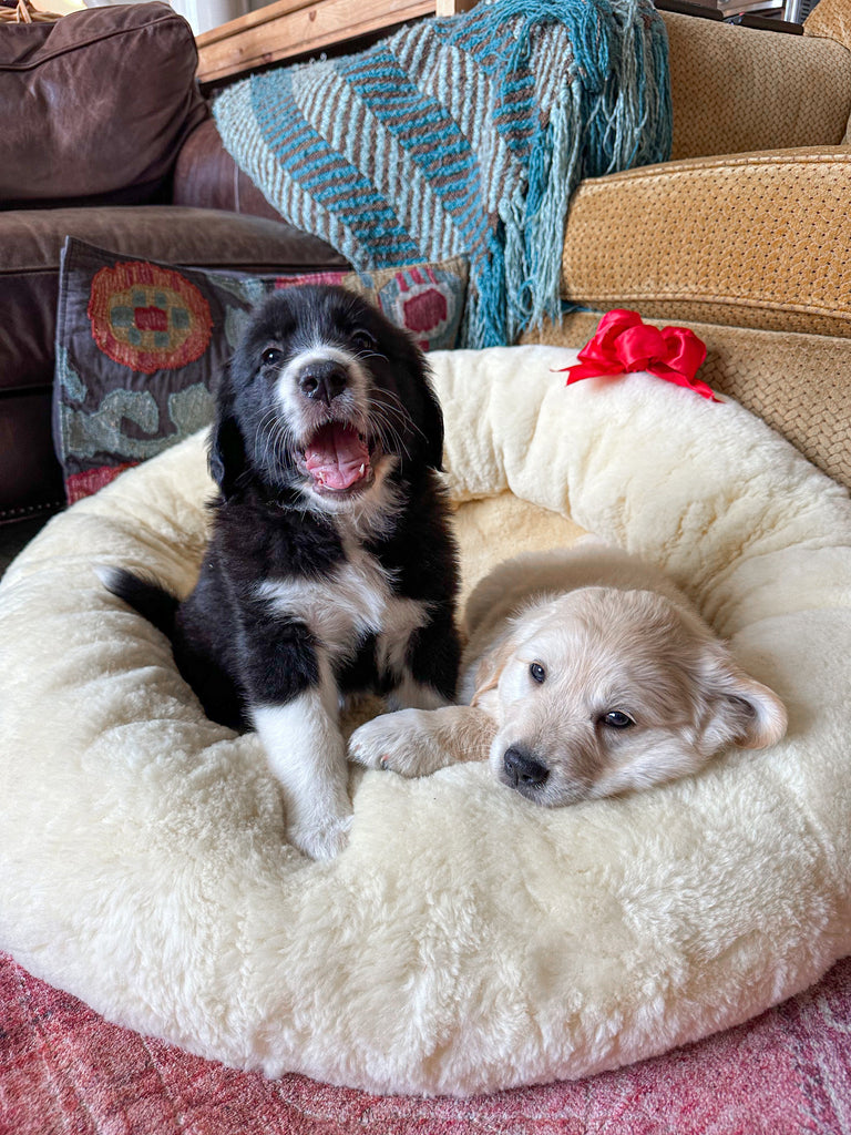 Non-Toxic Dog Toys, Beds & Accessories: The 2026 Guide