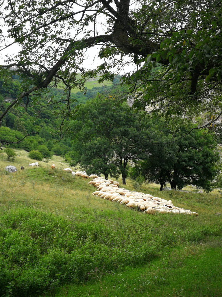 Ethically Sourced Sheepskin Rugs