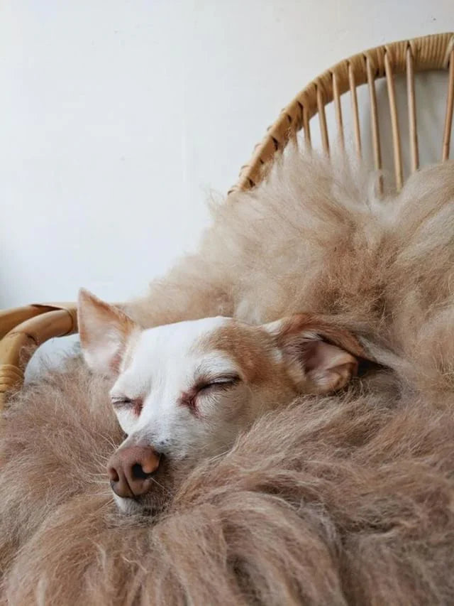 Non-Toxic Dog Beds for Senior Dogs: Supporting Aging Joints Naturally in 2026