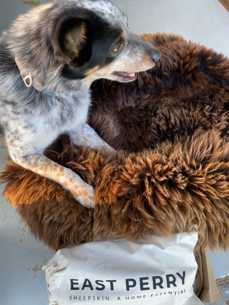 Signs Your Dog Isn't Sleeping Well (And What to Do)