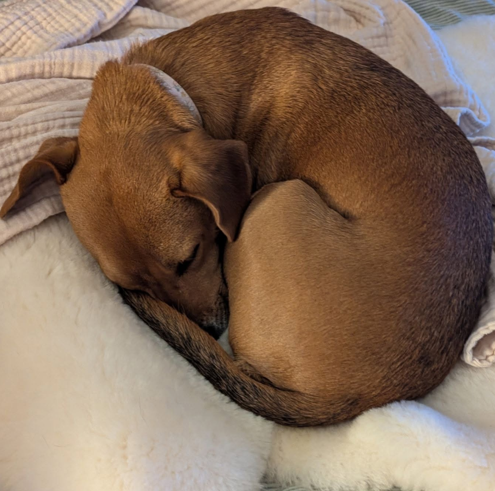 The Best Non-Toxic Dog Beds of 2026: An Honest Brand Comparison