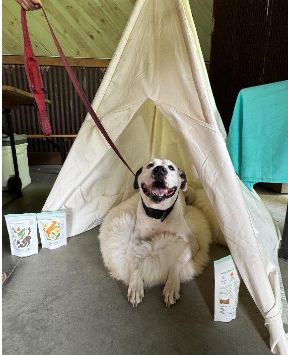 The Cuddler vs. The Cave: Which Calming Bed Design is Right for Your Dog?