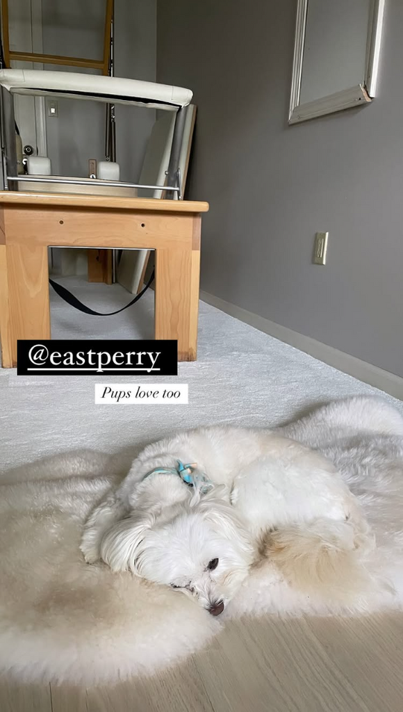 How to Create a Non-Toxic Home for Your Dog