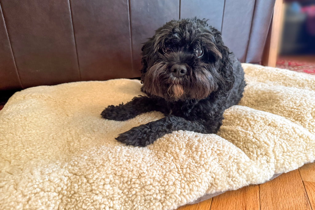 Why Does My Dog Sleep on the Floor Instead of His Bed?