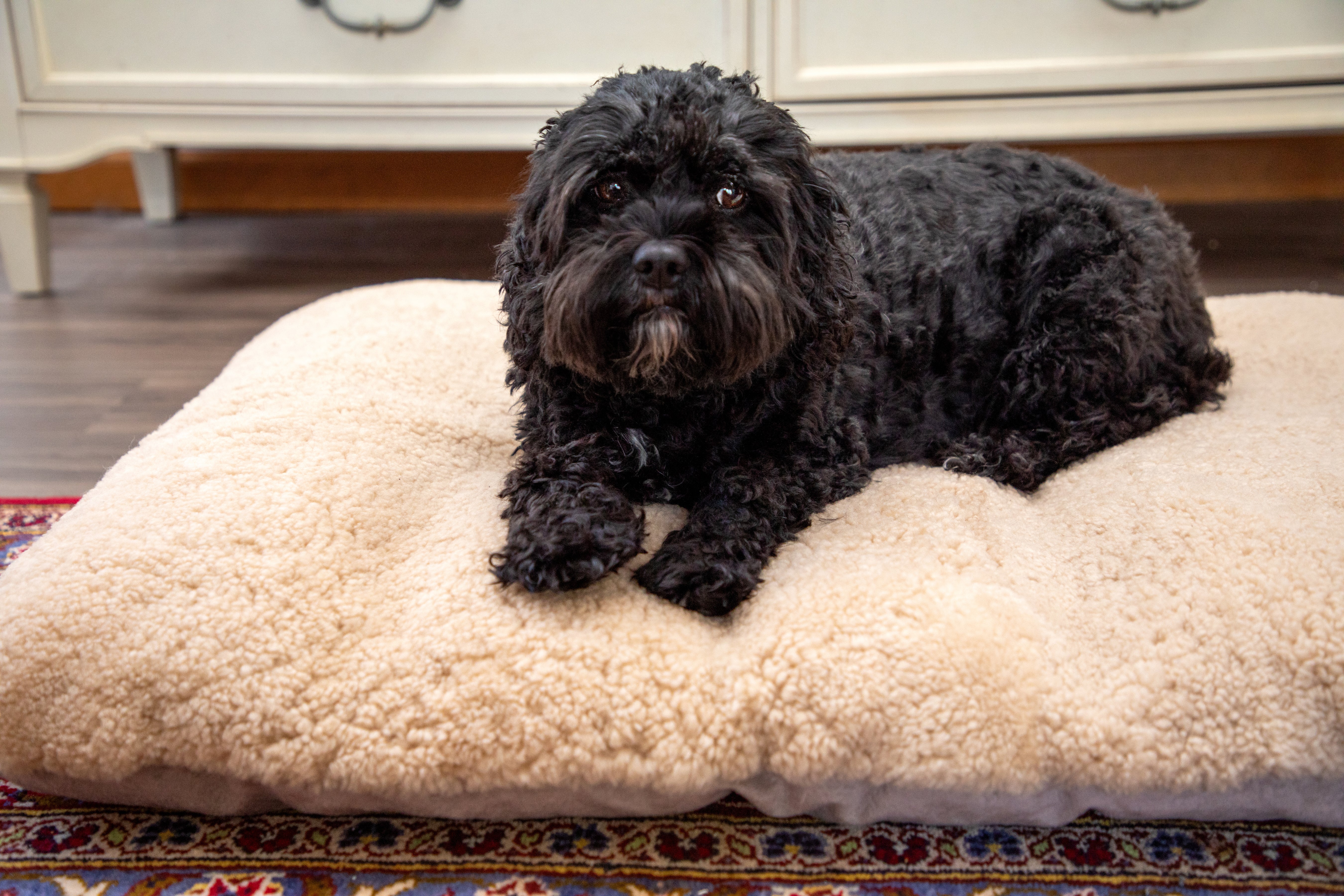 How to Clean and Care for Your Dog Bed: The Complete Guide for 2026
