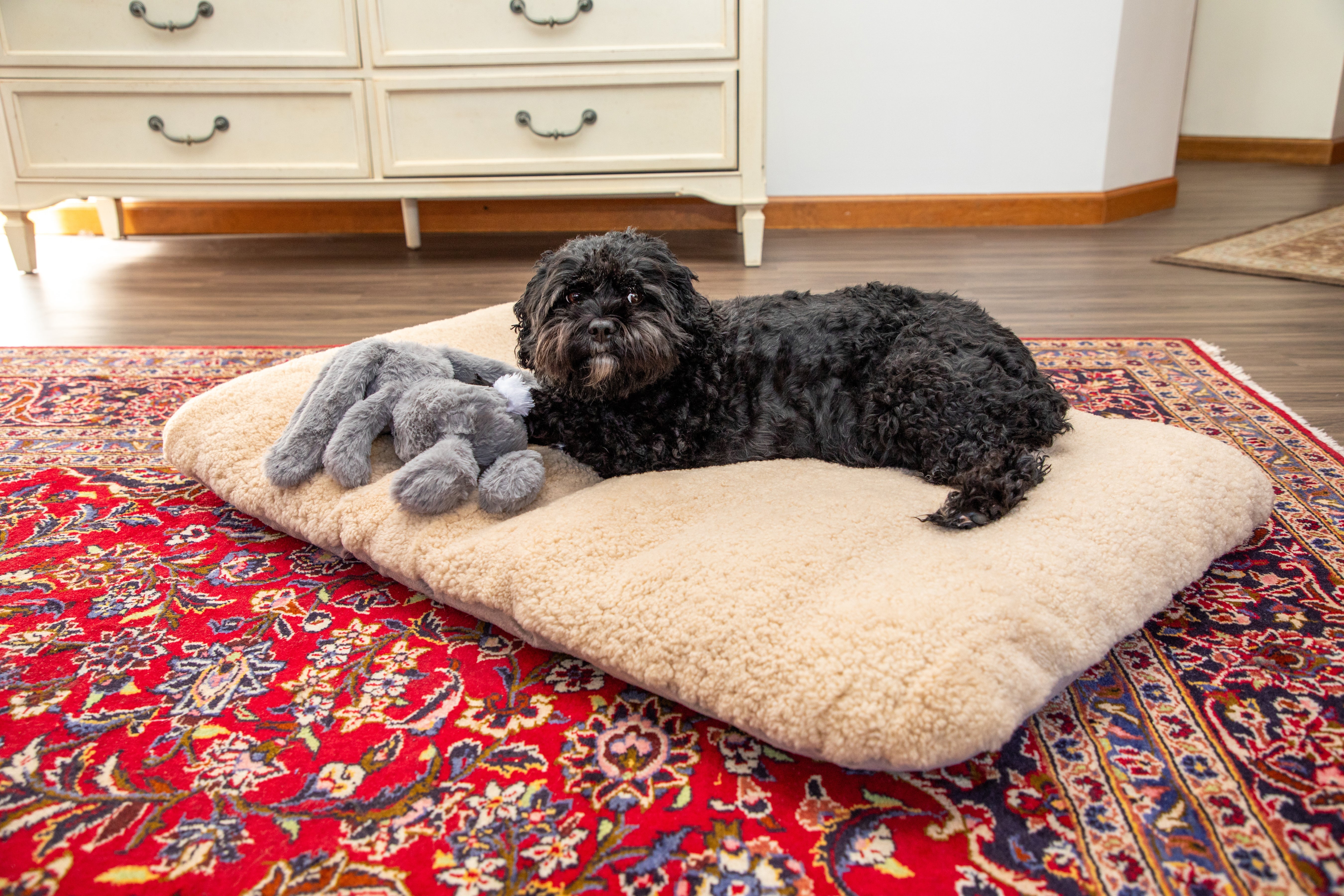 Do Dogs Need a Bed? What Science Says
