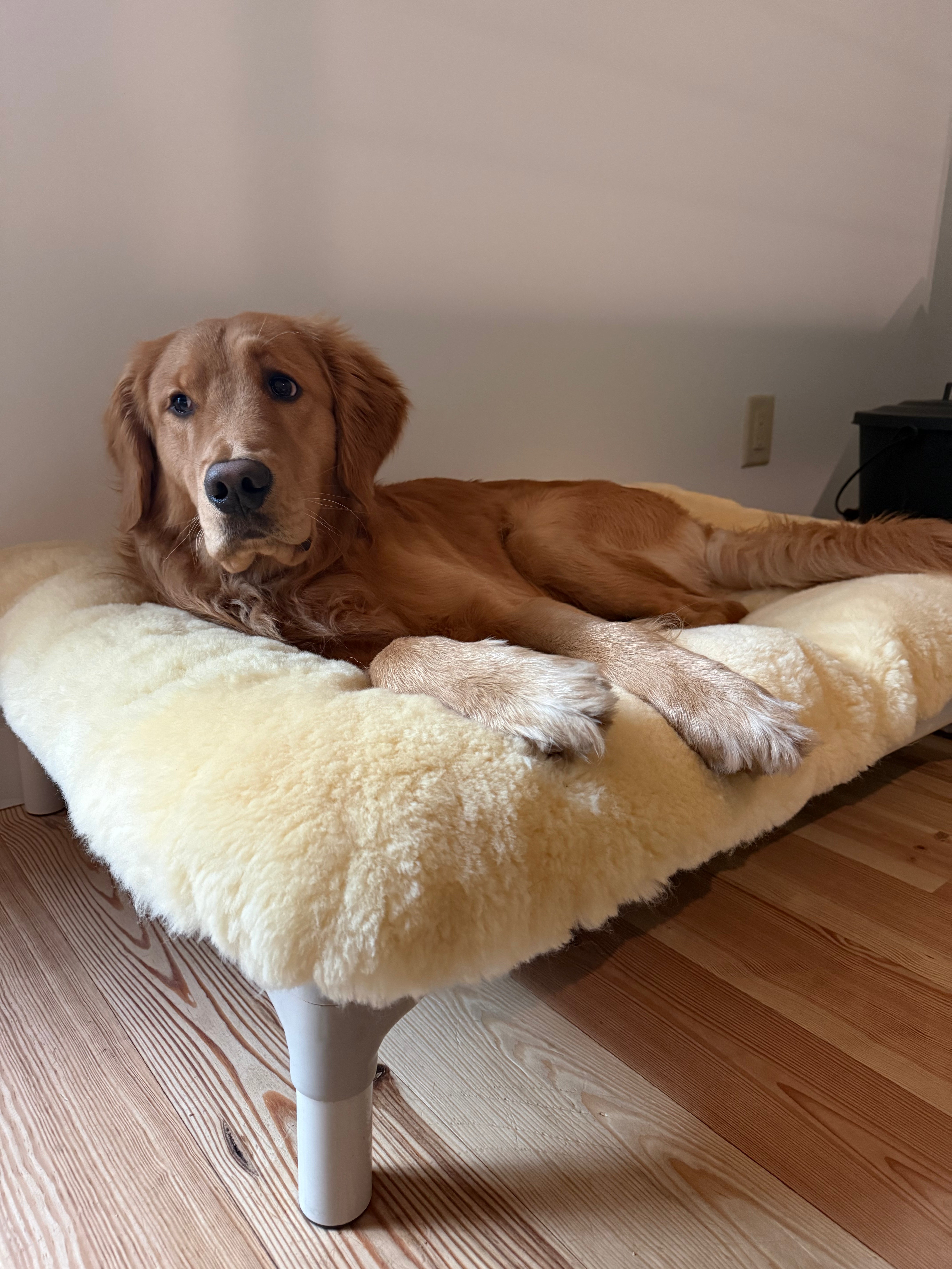 Non-Toxic Dog Beds for Large Breeds: What Big Dogs Actually Need in 2026