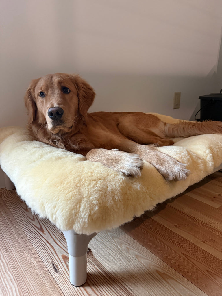 Non-Toxic Dog Beds for Large Breeds: What Big Dogs Actually Need in 2026