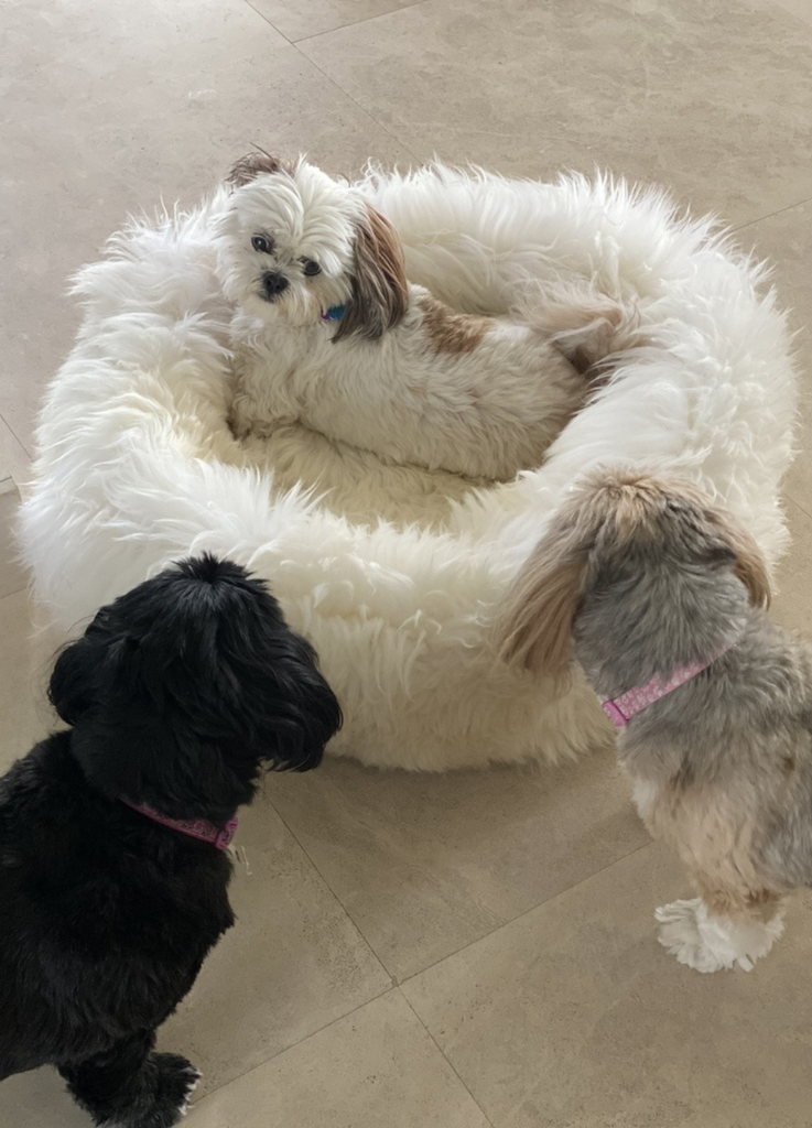 Dog Bed Size Guide: How to Measure Your Dog and Choose the Right Fit