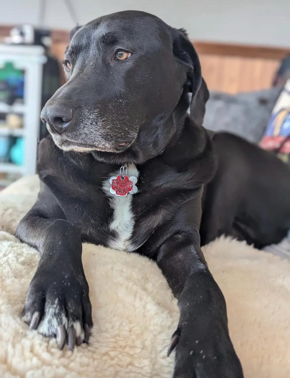 Best Dog Beds for Large Breeds: Lab, Golden Retriever & German Shepherd (2026)