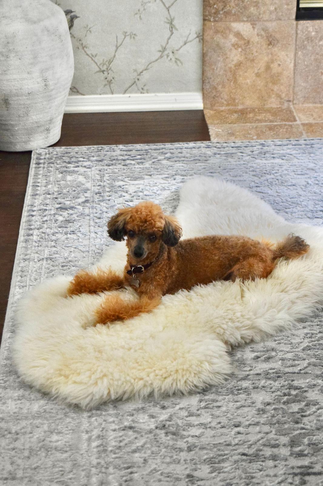 How to Choose a Dog Bed for Arthritis, Allergies & Anxiety: A Vet-Informed Guide for 2026