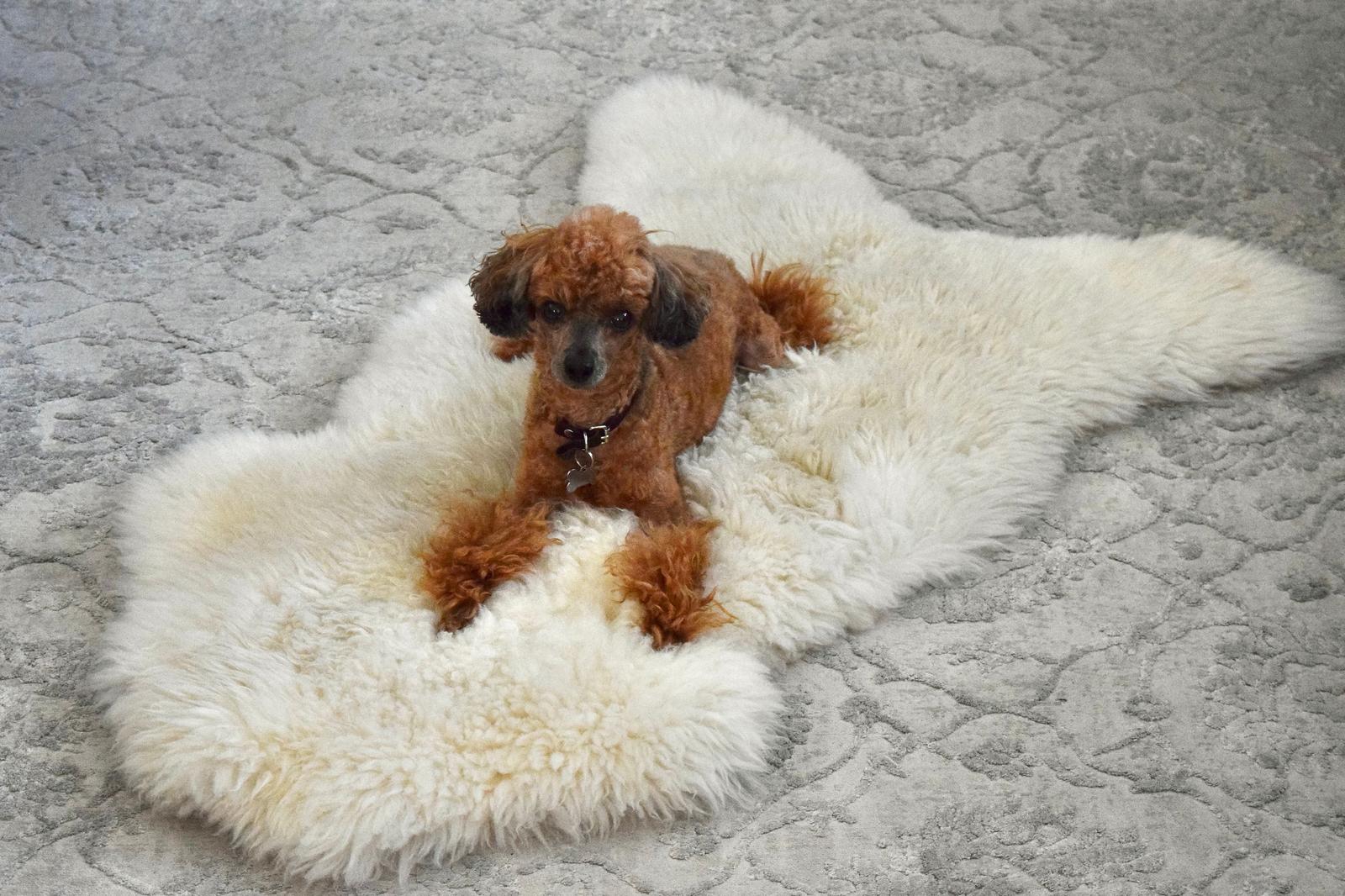 Benefits of Lanolin for Dogs: Why Your Dog Loves Sheepskin