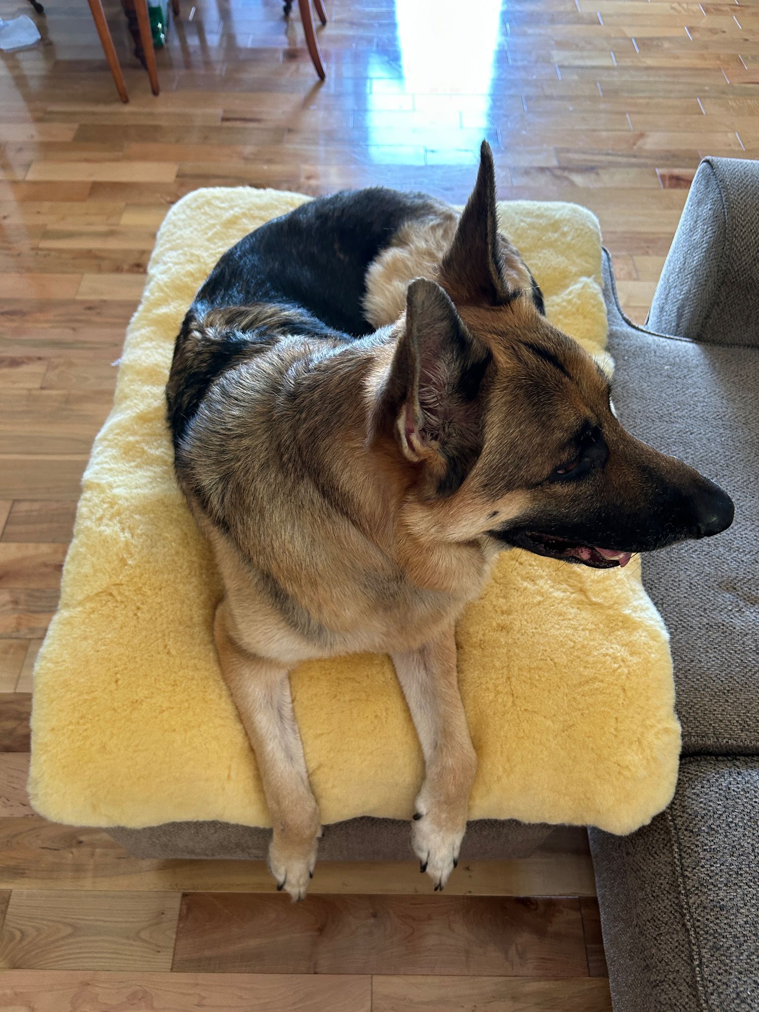 Polyurethane Foam vs. Natural Wool: What’s Actually Inside Your Dog’s Bed?