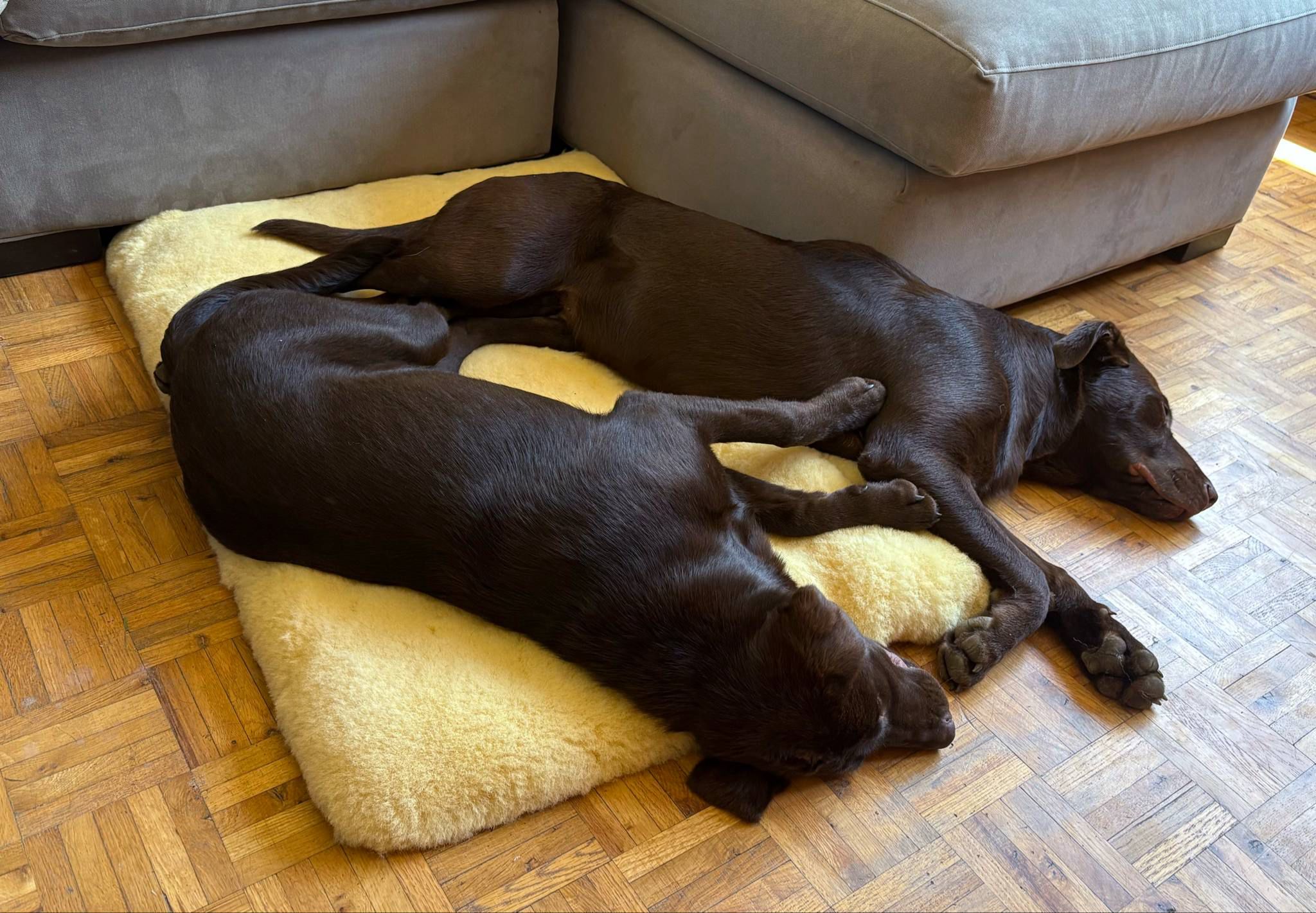 The Best Materials for Non-Toxic Dog Beds: A Complete Guide for 2026