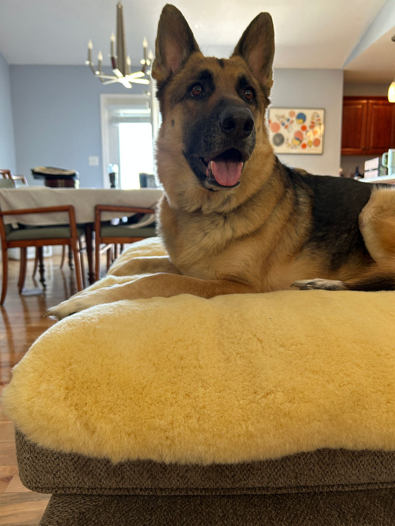 Sheepskin Dog Beds: Everything You Need to Know