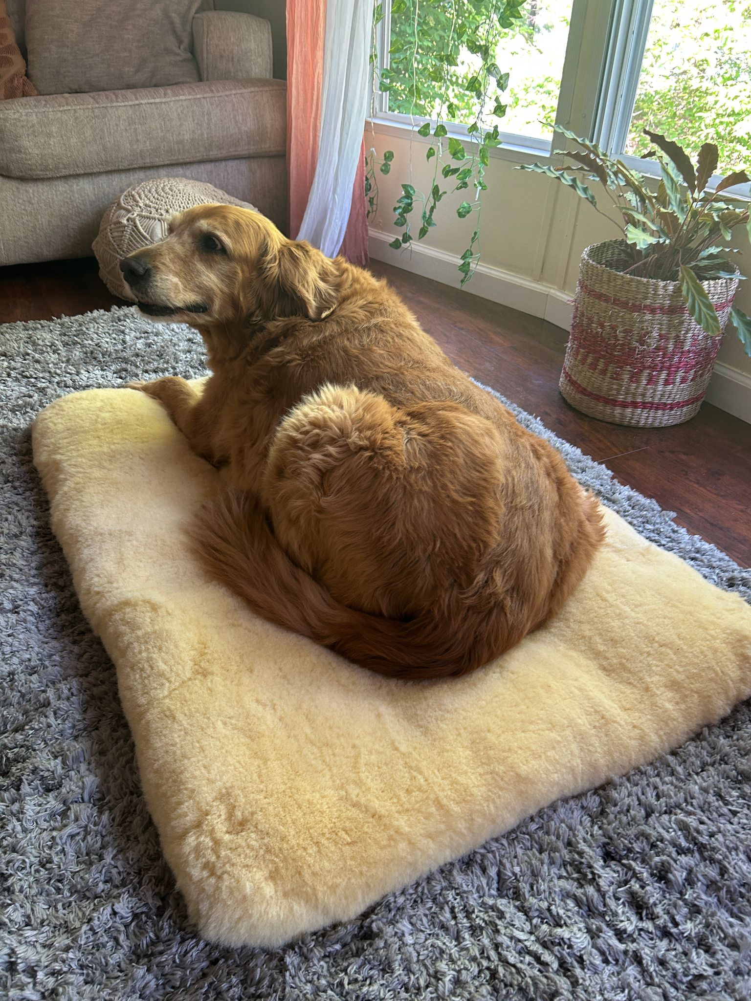 Beyond the Fiber: Why Natural Tanning Matters for Your Dog's Sanctuary