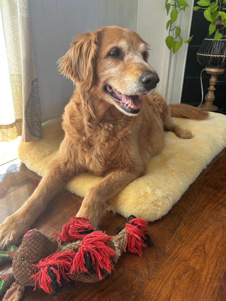 Beyond the Bed: Creating a "Nervous System Decor" for Your Whole Home