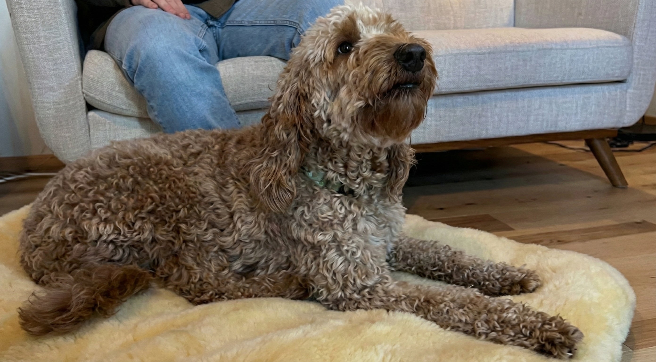 The Anxious Dog's Sanctuary: A Guide to Calming Beds & The Gentle Art of a Peaceful Home