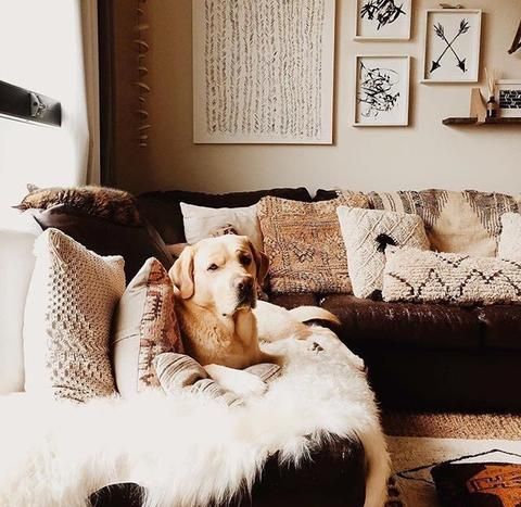 How to Wash a Sheepskin Dog Bed (Without Ruining It)