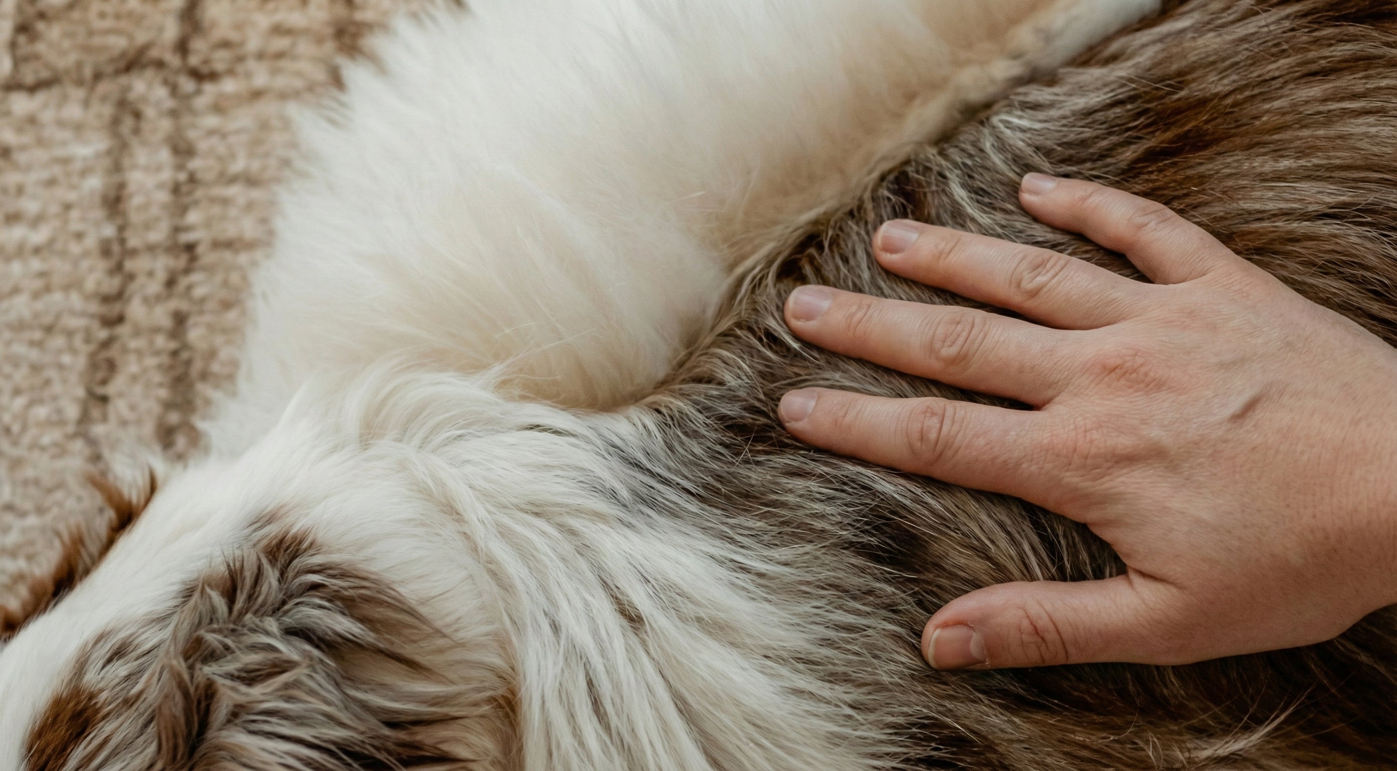 The Neurological Hug: How Deep Pressure Touch Calms an Anxious Dog