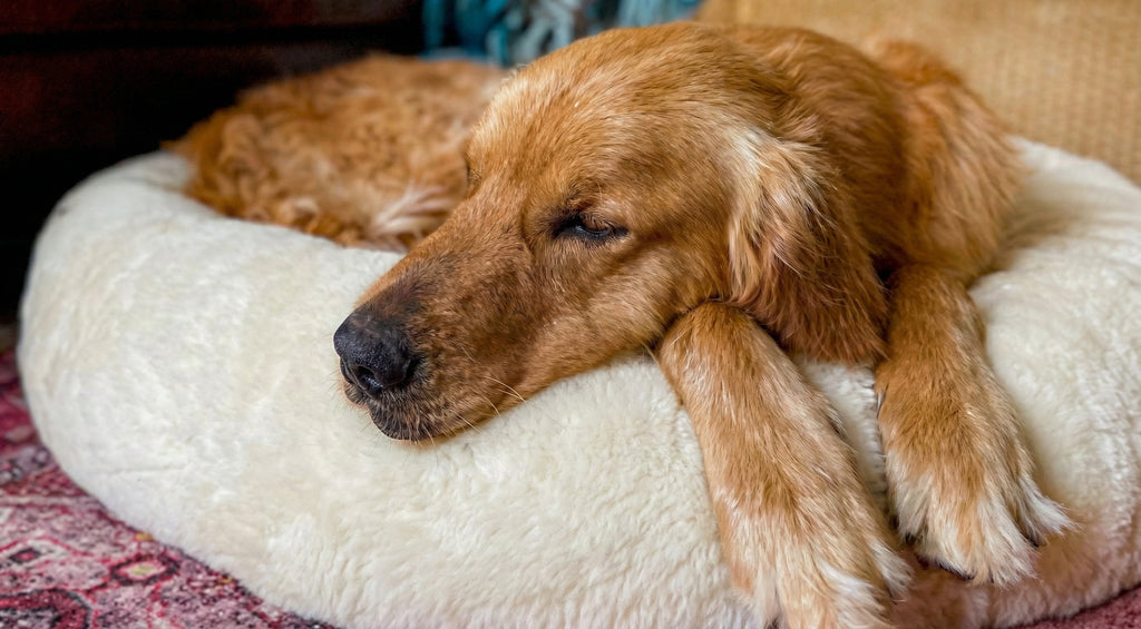 Grounding Your Pet: The Surprising Wellness Benefits of Natural Fibers