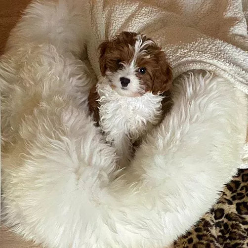 Best Dog Beds by Size: How to Choose the Right Bed for Small, Medium, Large & Giant Dogs