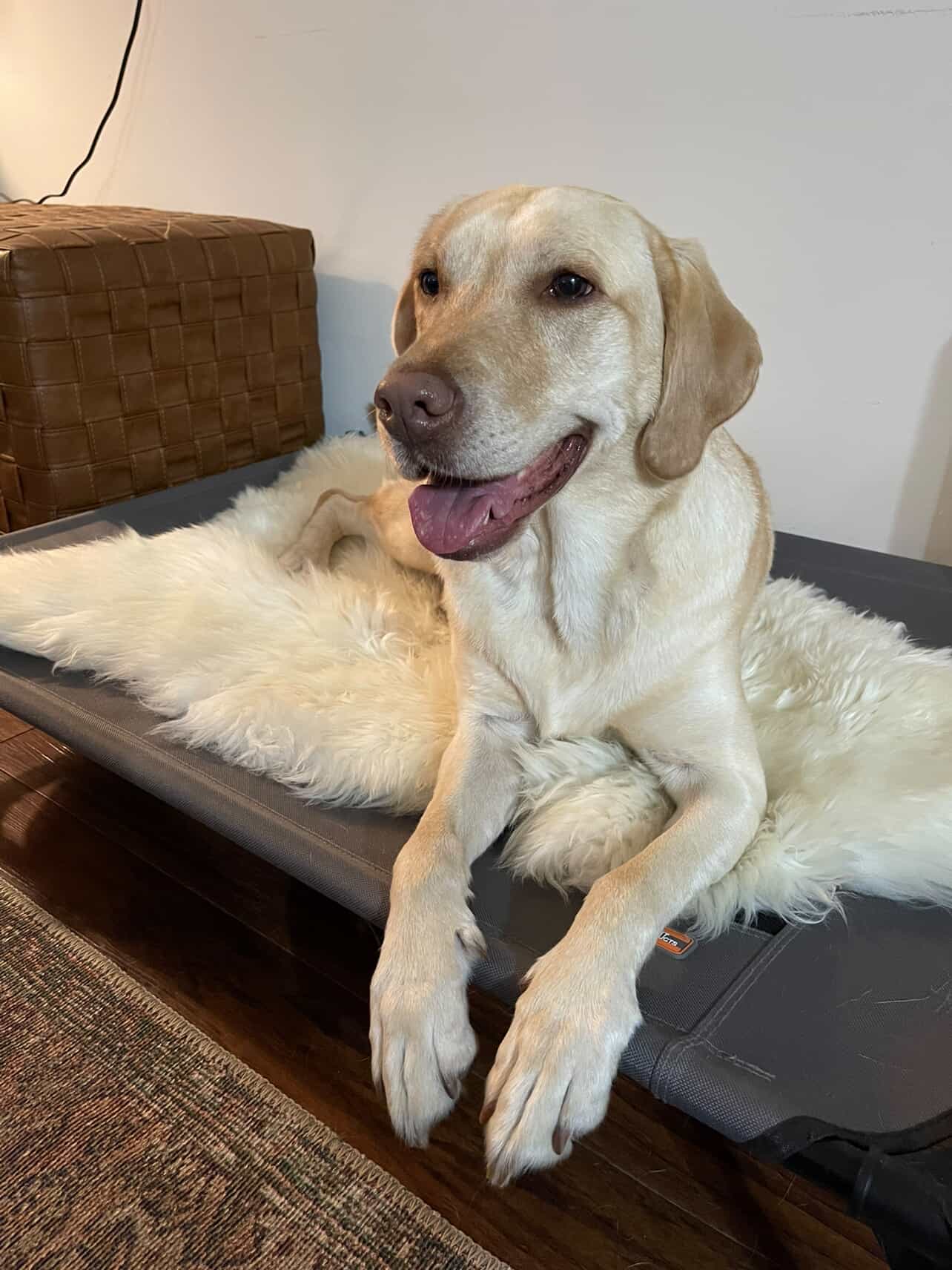 How Often Should You Replace Your Dog's Bed?