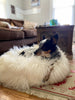A black and white dog with tan markings rests on The Snug in Ivory, Medium by East Perry in a cozy living room, with a brown couch and wooden coffee table in the background.