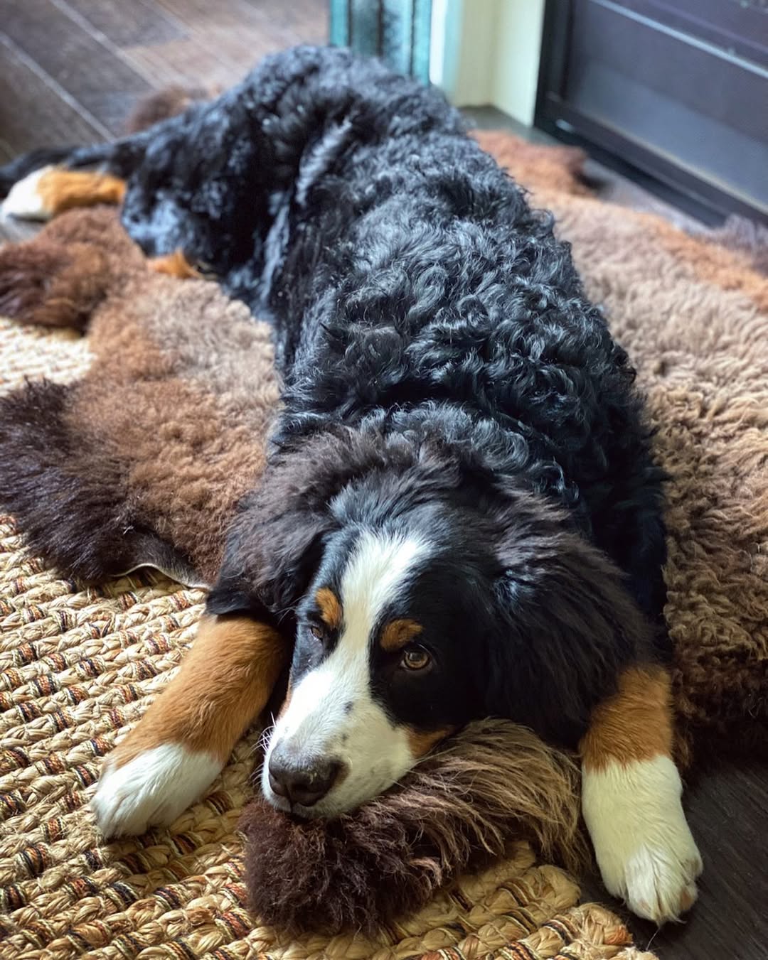 How sheepskin dog beds are made: natural, hand-tanned in Europe