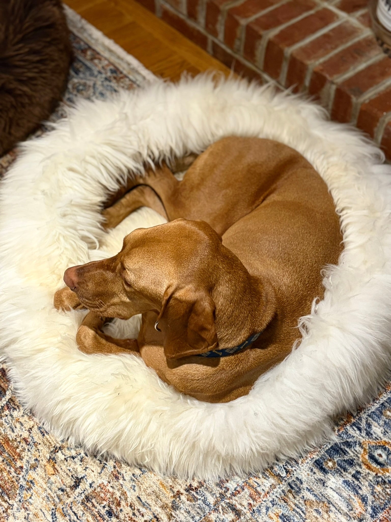 A brown dog is curled up and resting in East Perryβs The Snug in Ivory, Large, a round, fluffy pet bed, on a patterned rug near a brick wall.